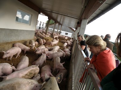 aus so herzigen Schweinderln werden ... (siehe Foto 7)